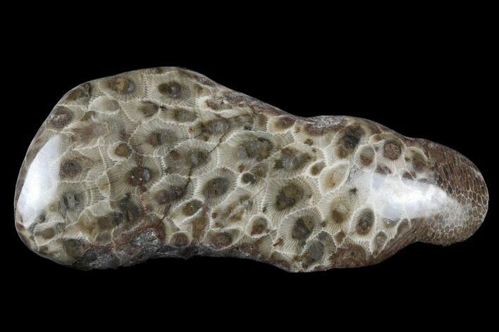 Polished Petoskey Stone (Fossil Coral) - Michigan #177192